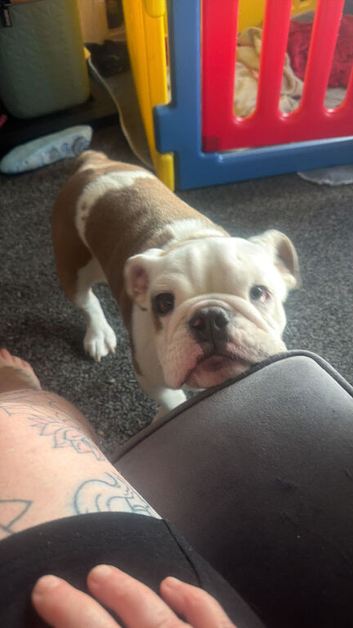 6 month old male English bulldog