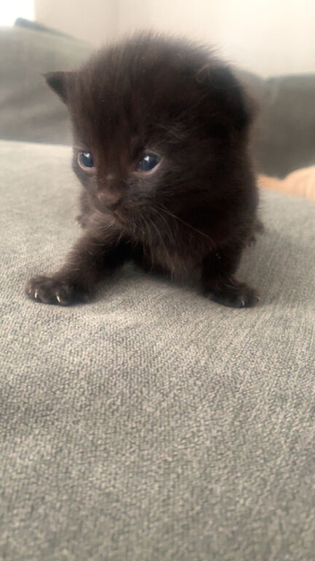 Litter of 5 kittens
