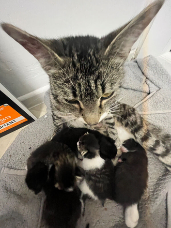 5 month old kittens