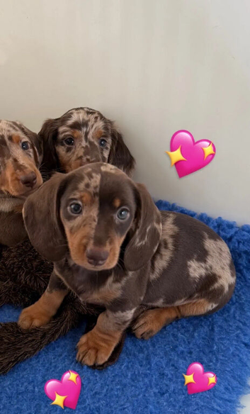 Beautiful miniature dachshund puppies