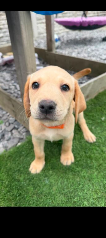 Labrador puppy's