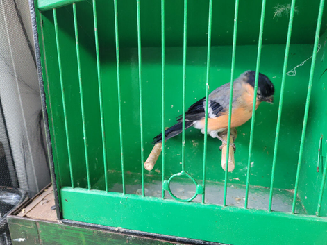 Siberian bullfinch cocks