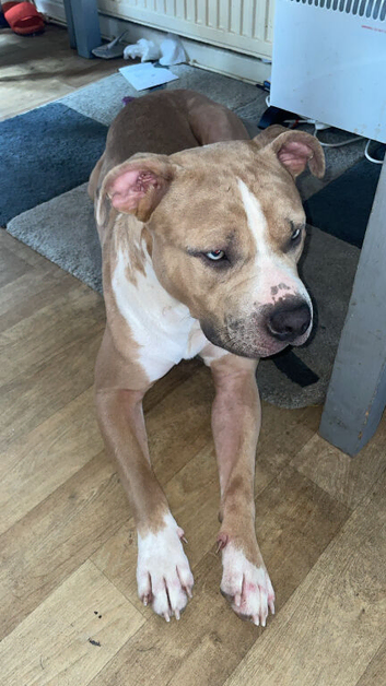 American bully cross staffy