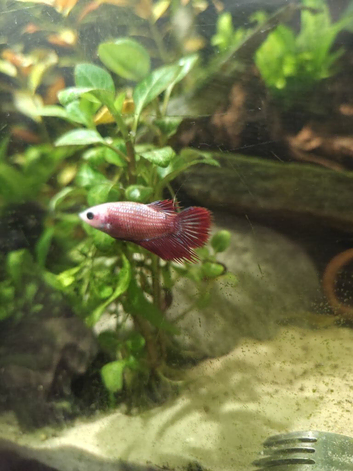 Male and females bettas available