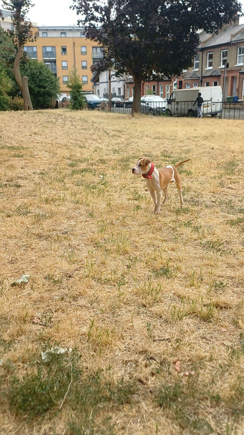 Staffordshire bull terriers puppy