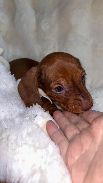 Five mini Dachshund looking for there best home