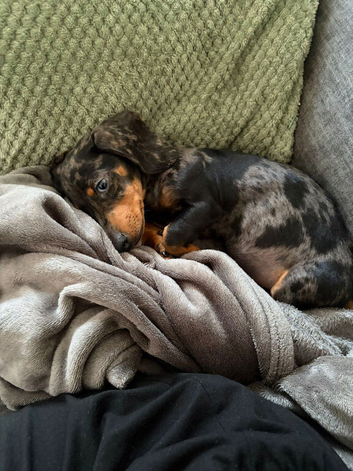 Dapple miniature dachshunds