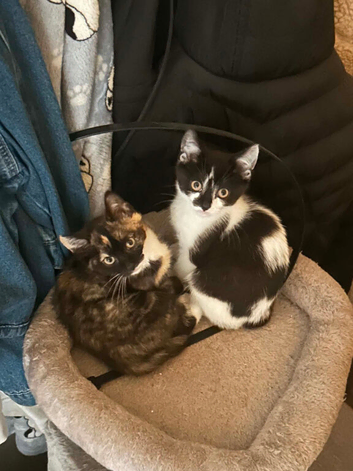 2beautiful kittens
