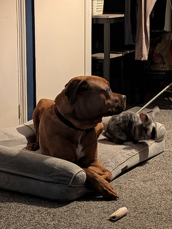 14month old male dogue de Bordeaux x Rottweiler