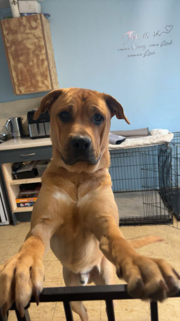 Belgium malinois doge de bordeaux husky