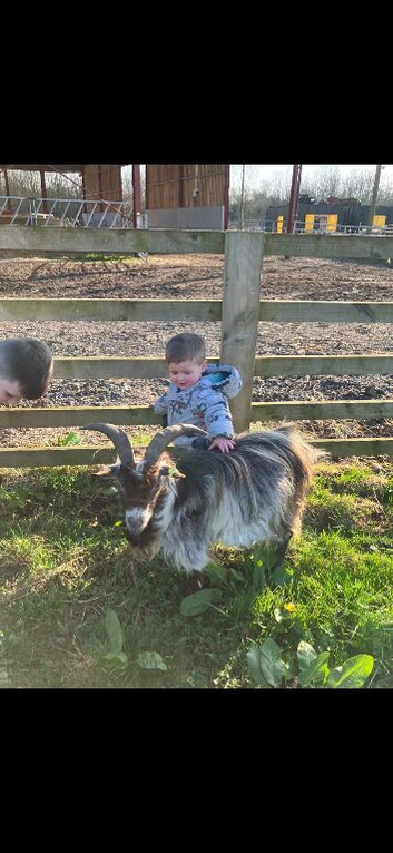 Billy Pygmy goat
