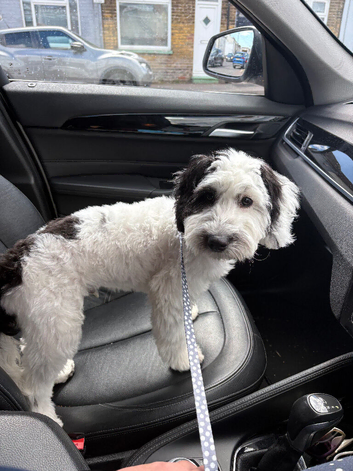 Cockapoo puppy