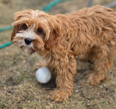 A very handsome red cavopoo boy