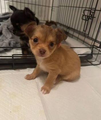 Pedigree longhaired Chihuahua puppies looking for loving homes