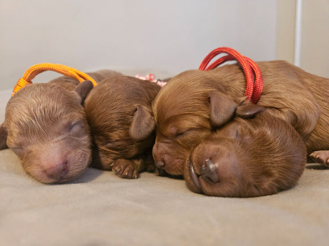 Licensed breeder,  red tiny toy cavapoo litter
