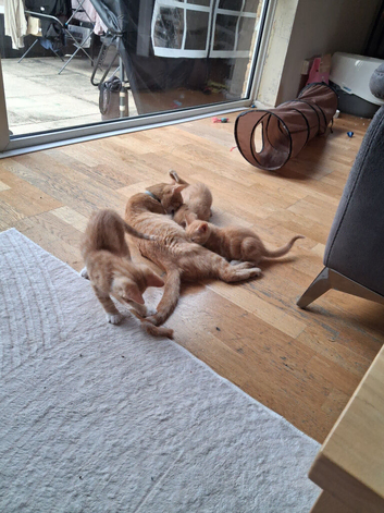 Boy kitten