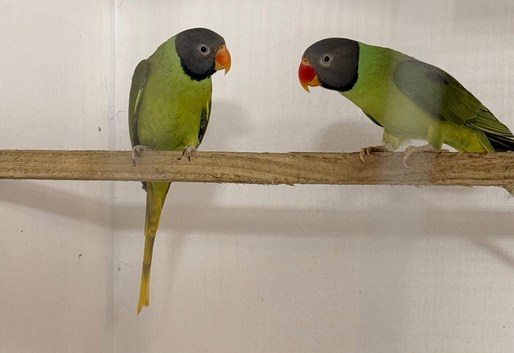 Slaty head parakeets