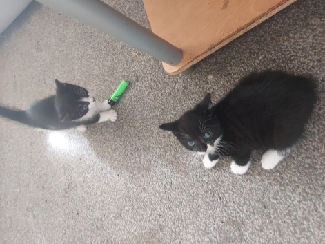 Four kittens ..