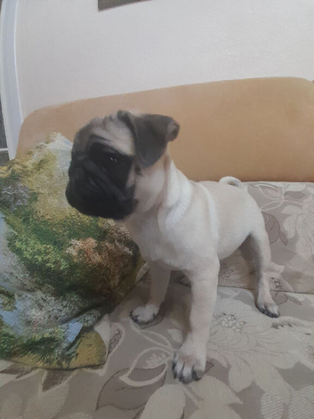 Adorable pug puppies