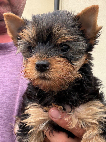 beautiful Yorkshire terrier puppy bitches