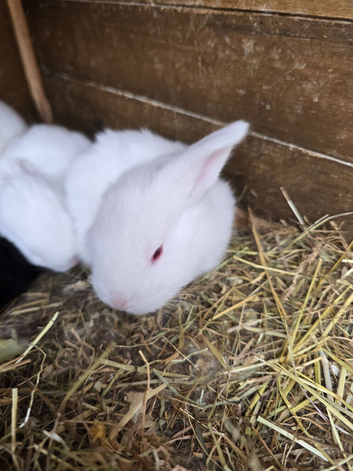 Continental Giant Rabbit Kits &ndash; Available for Booking