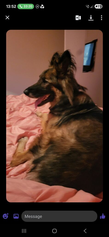 German Shepherd millie