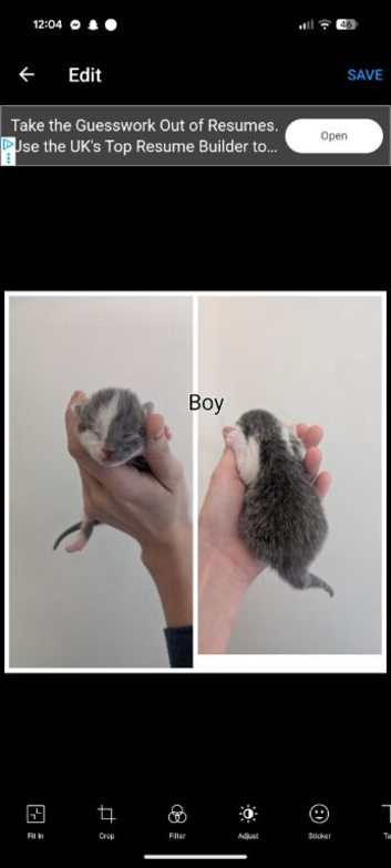 (ALL RESERVED) 4 lovely white and grey kittens for sale