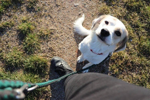 Farnborough dog walking sitting and training