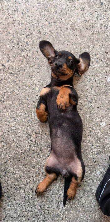 Miniature dachshund girl