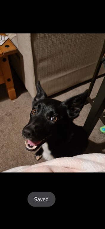 Kelpie