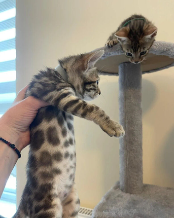 pure Bengal Kittens