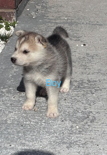 Husky x Alaskan malamute
