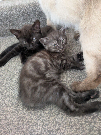 Two British kittens