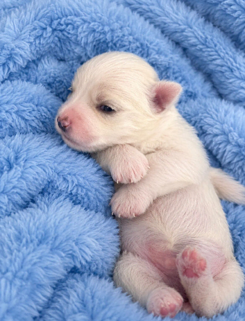 beautiful maltese