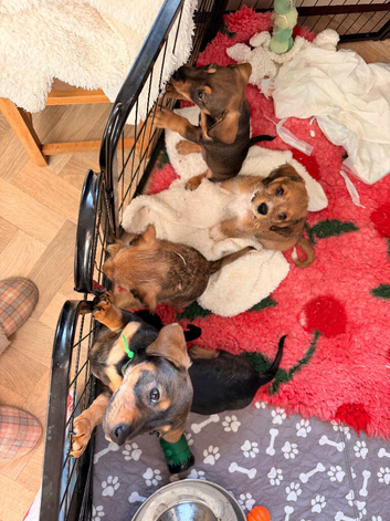 Miniature dachshund cross Cavachon