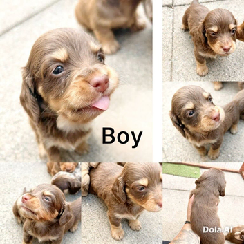 Miniature dashhound long haired