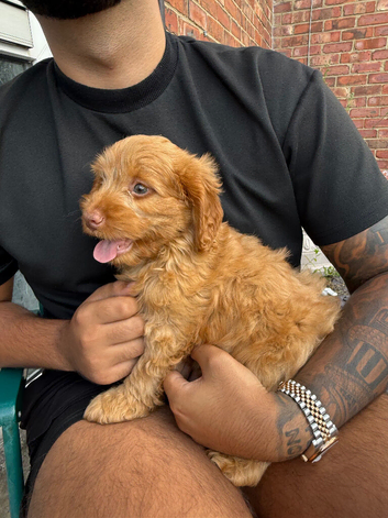 cockapoo