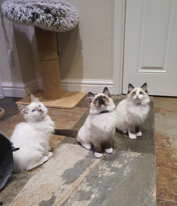 Very Beautiful GCCF Registered Ragdoll Kittens.