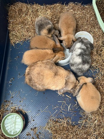 Gorgeous Mini Lop Babies Ready Now!