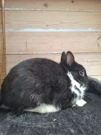 Buck Netherland dwarf