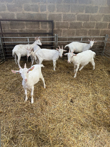 Cute super friendly Goats