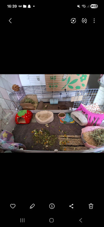 2 female guinea pigs with setup