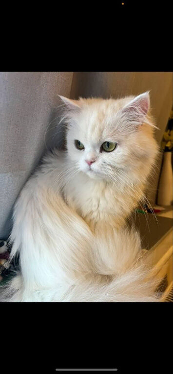 Beautiful Mother Cat with Two Gorgeous Daughters
