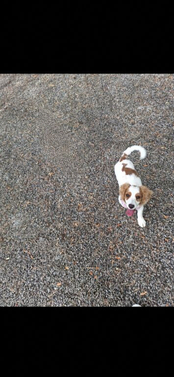 Female cockapoo