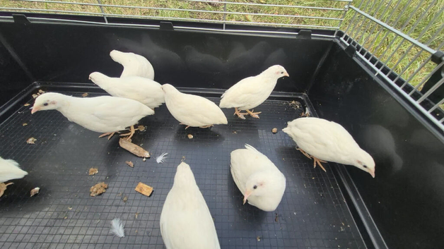 Button quails