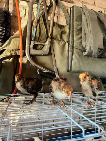 4 week old unsexed chicks