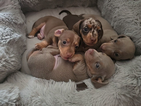 Dapple/Lilac/Blue eyed Dachshund puppies