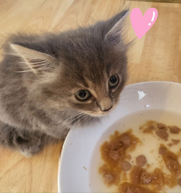 ** 2 FEMALE KITTENS  ️ FOR SALE **