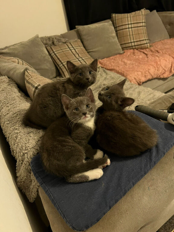 Three russian blue cross ragdoll kittens ready for their forever homes