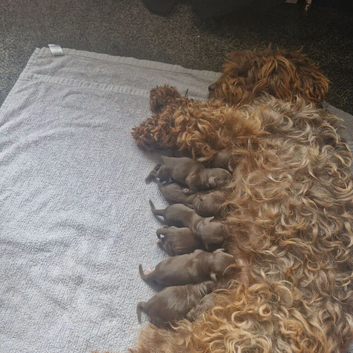 Extensively Health tested Gorgrous Toy cockapoo babies